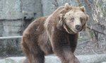 On zaatakował niedźwiedzia w polskim zoo!