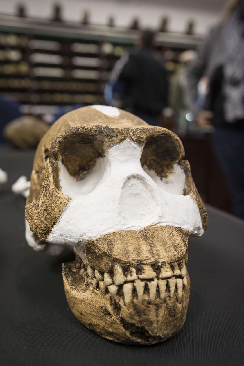 Czaszka homo naledi