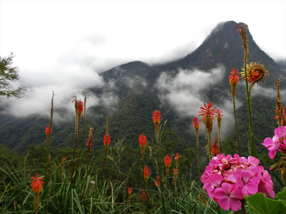 Valle de Cocora