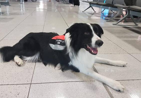 Lotnisko w Krakowie zatrudniło psa terapeutę - Noizz