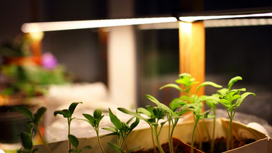 Doświetlanie rosnących warzyw ma sens. Będą ładniejsze i zdrowsze. Te lampy o nie zadbają