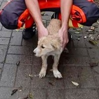 Út szélén hagyott kiskutyát fogadtak örökbe a mentősök