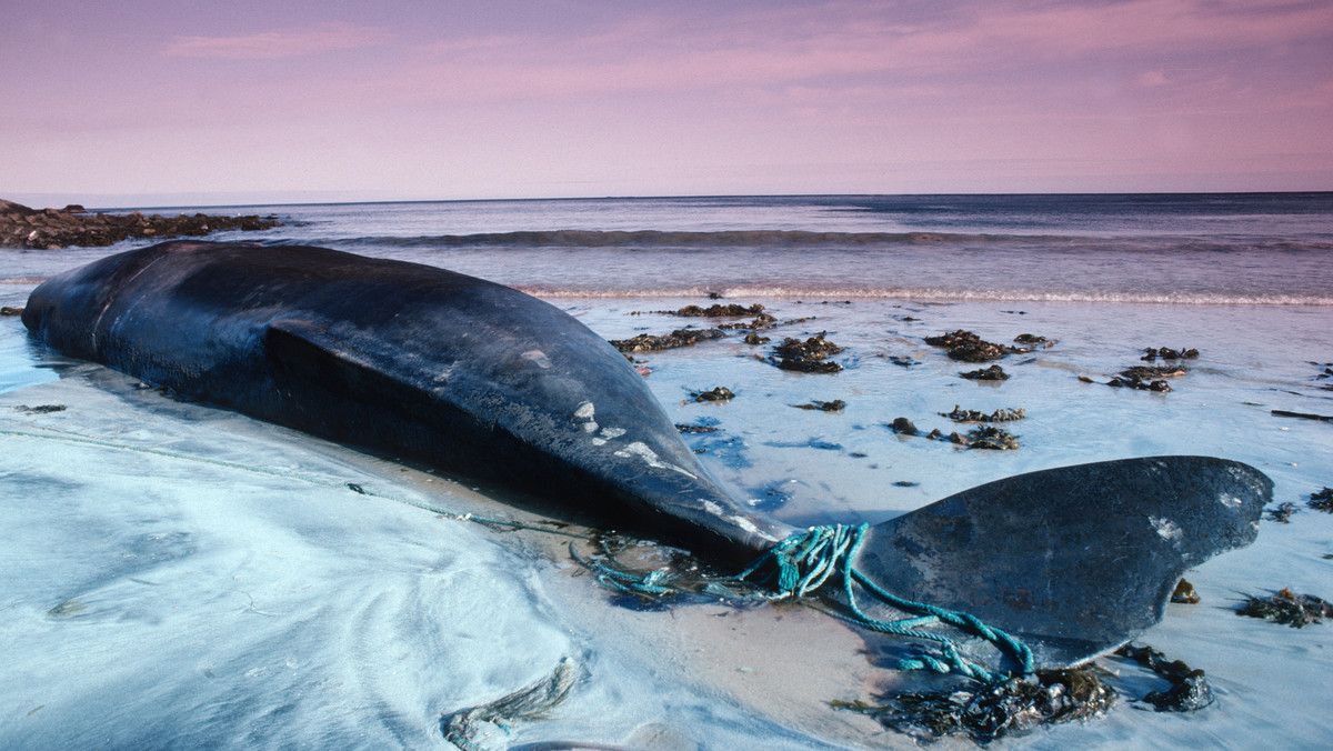 Plastikowe talerze, opakowanie proszku do prania, torby na zakupy znaleziono w żołądku martwej samicy kaszalota - łącznie 22 kg plastikowych śmieci. Sekcja wykazała też, że była w ciąży. Zwłoki ośmiometrowego wieloryba znaleziono u brzegów Sardynii. W związku ze znaleziskiem fundacja WWF ogłosiła alarm.