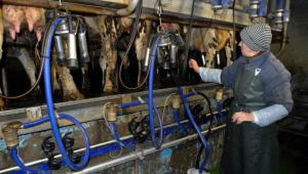 Farma mleczarska w Normandii. Fot. Bloomberg