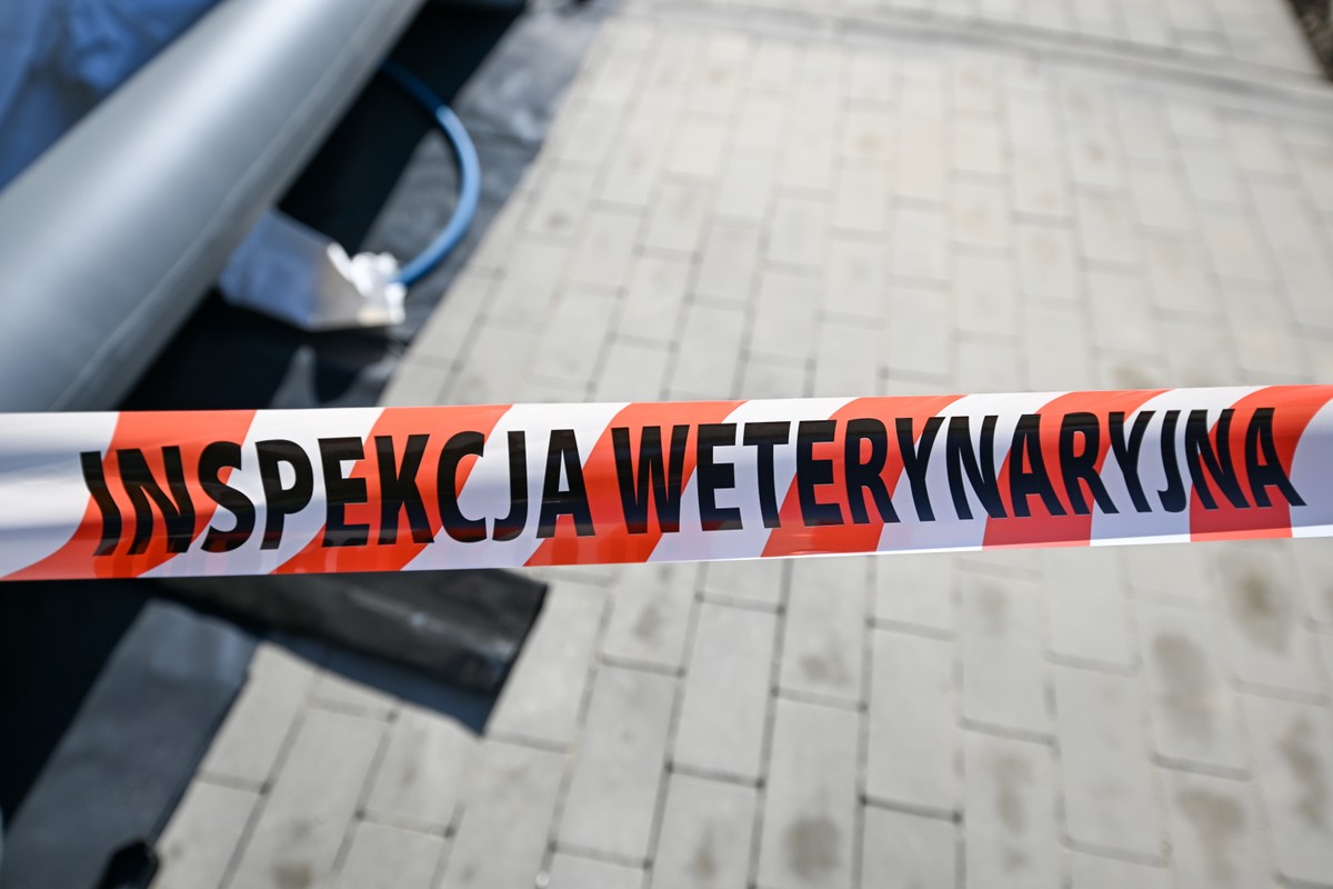 Pryszczyca coraz bliżej Polski. Resort zwołuje sztab kryzysowy