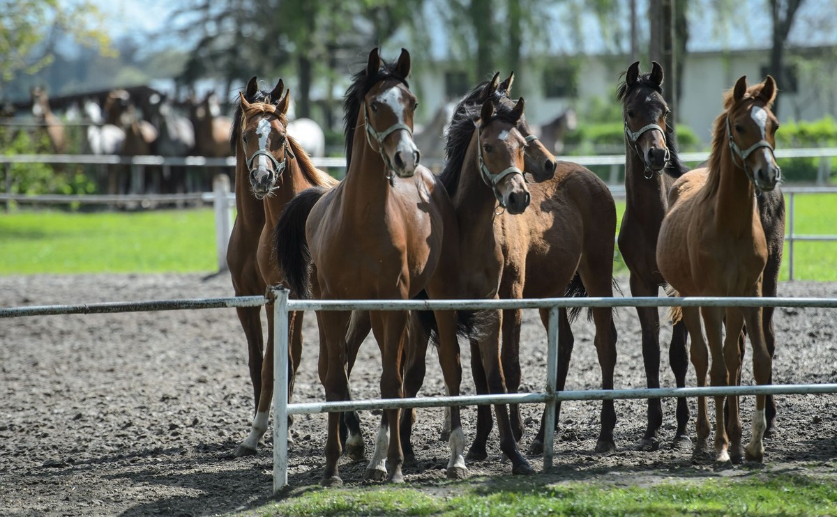 Konie arabskie w Janowie Podlaskim