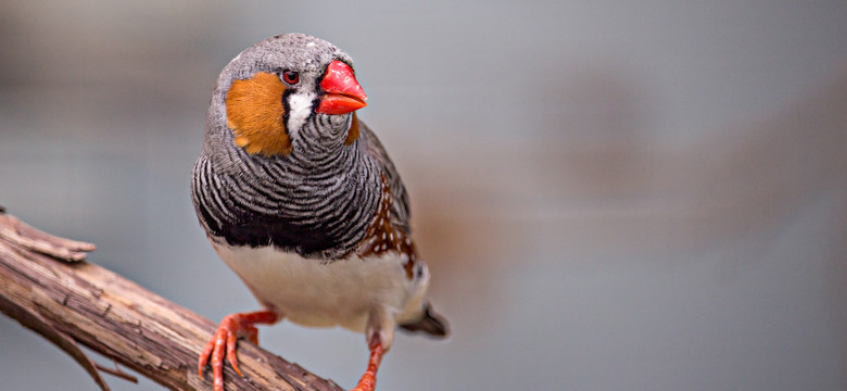 Głośny zabójca w gniazdach, czyli jak hałas uliczny redukuje populację ptaków
