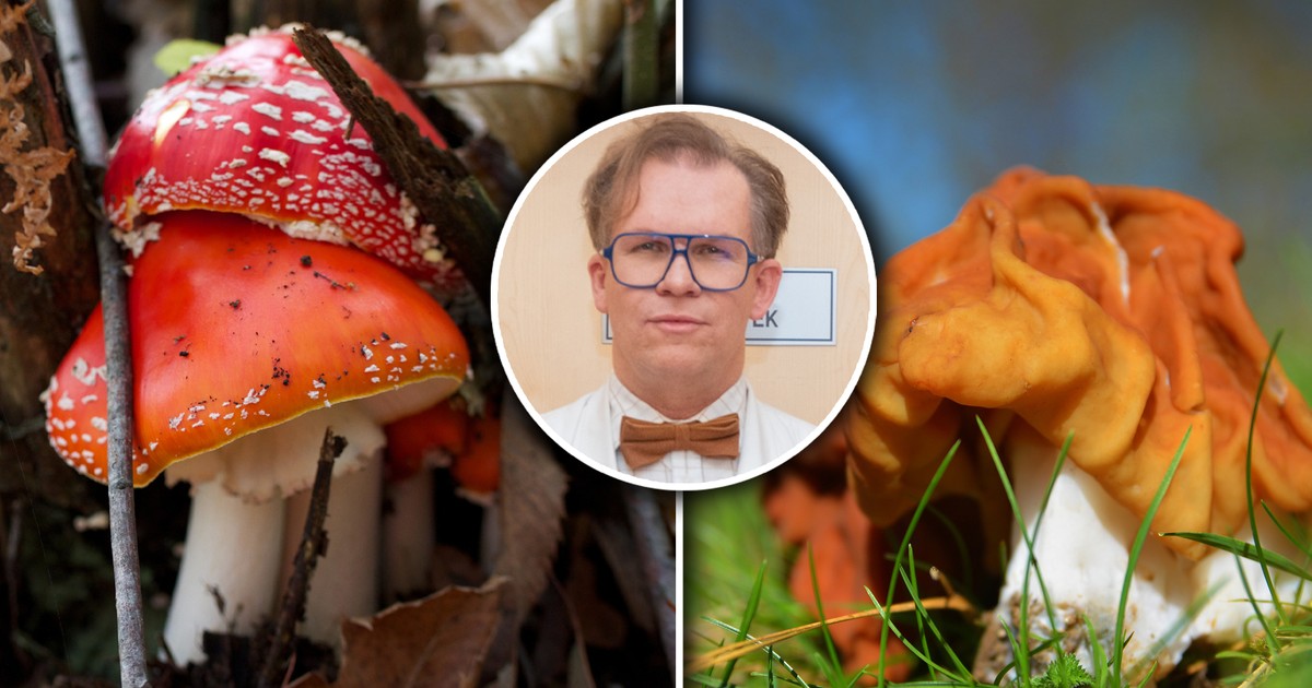 Uznali te grzyby za trujące. W Polsce można je jeść. Toksykolog: powinni zakazać