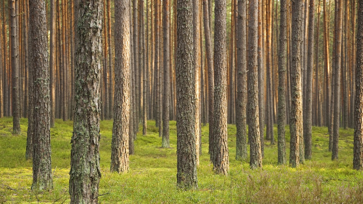 Sulęcin. Zgubili się w lesie. Wpadli w panikę, kiedy zobaczyli wilki