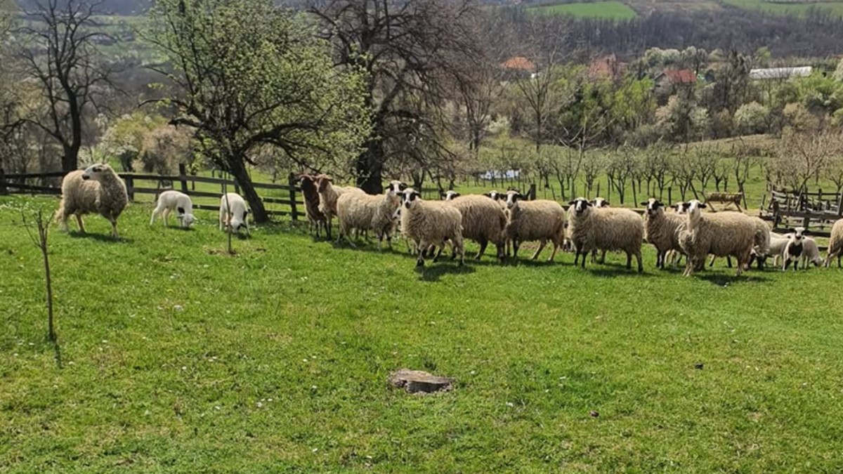 Imanje Nenada Jezdića