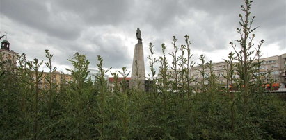 Chwali się kwiatami na Pietrynie, a na placu Wolności chaszcze