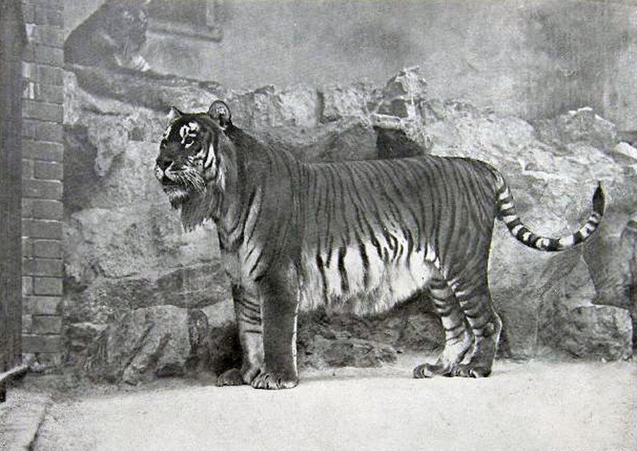 Tygrys w berlińskim zoo, zdjęcie z 1899 roku