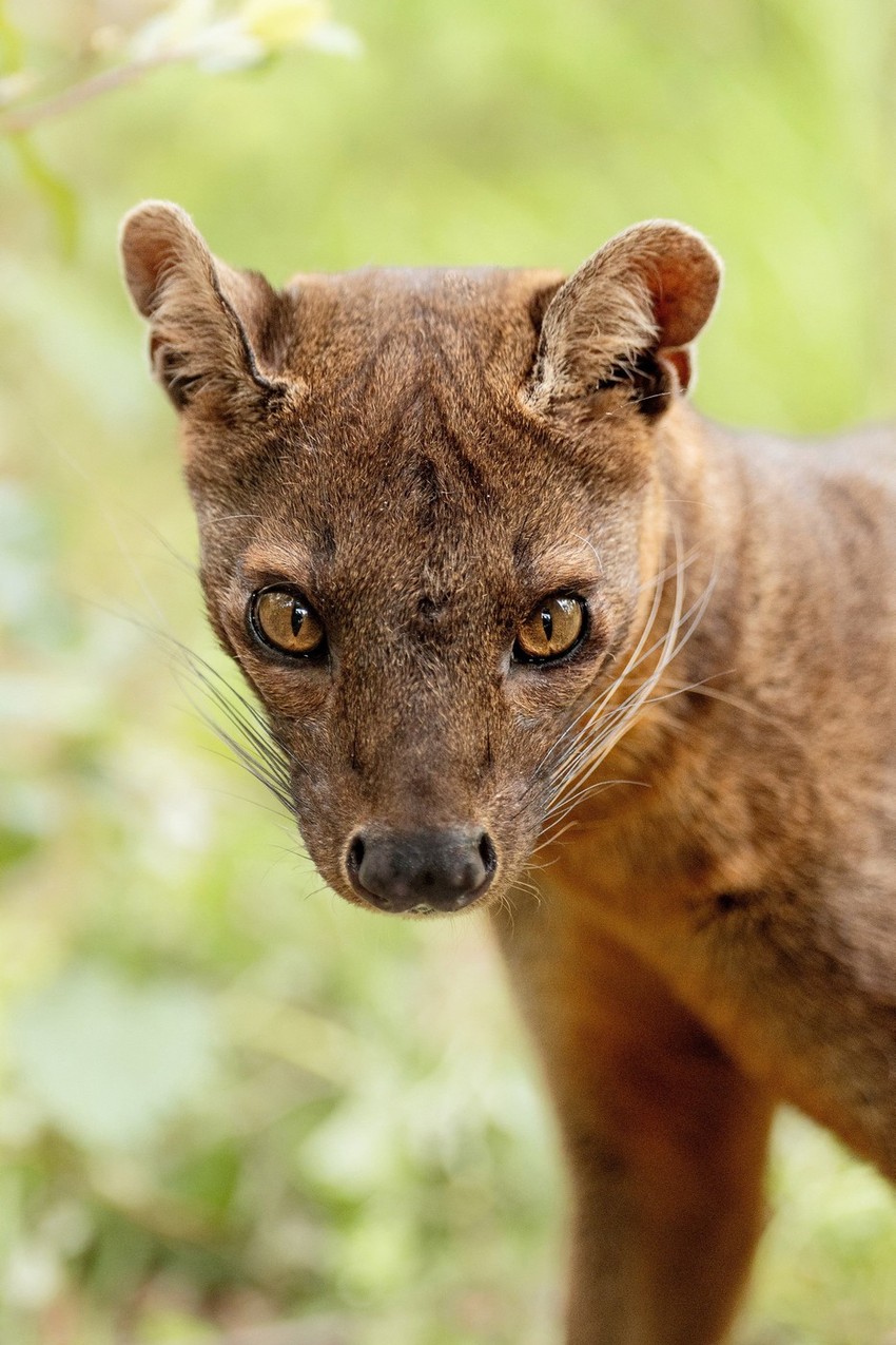 Madagaskarska fosa Zaza stigla je u maju u Čester zoo vrt