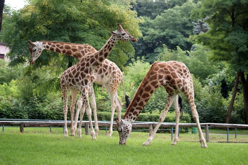 Żyrafy Suri i Hana na wybiegu w Łódzkim Zoo