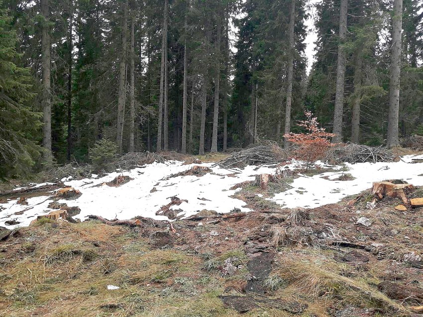 Posečena šuma na Kopaoniku