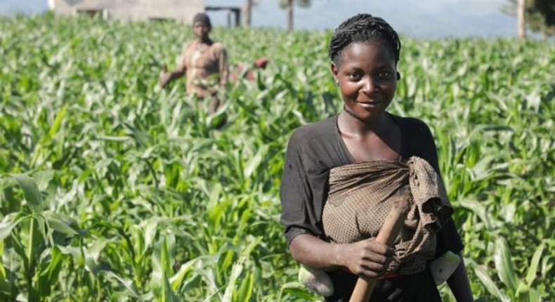 World Bank injects an additional US$80m to improve agricultural productivity in Ethiopia