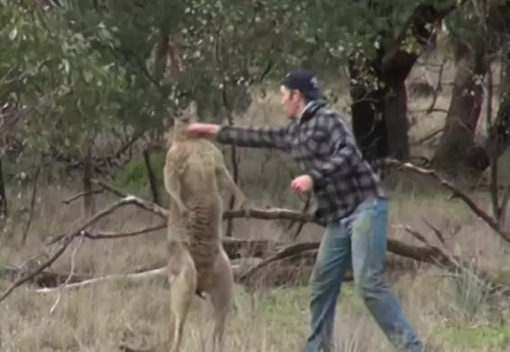 Śmiejemy się z „walki” mężczyzny z kangurem, ale cała historia tego zdarzenia jest niezwykle smutna
