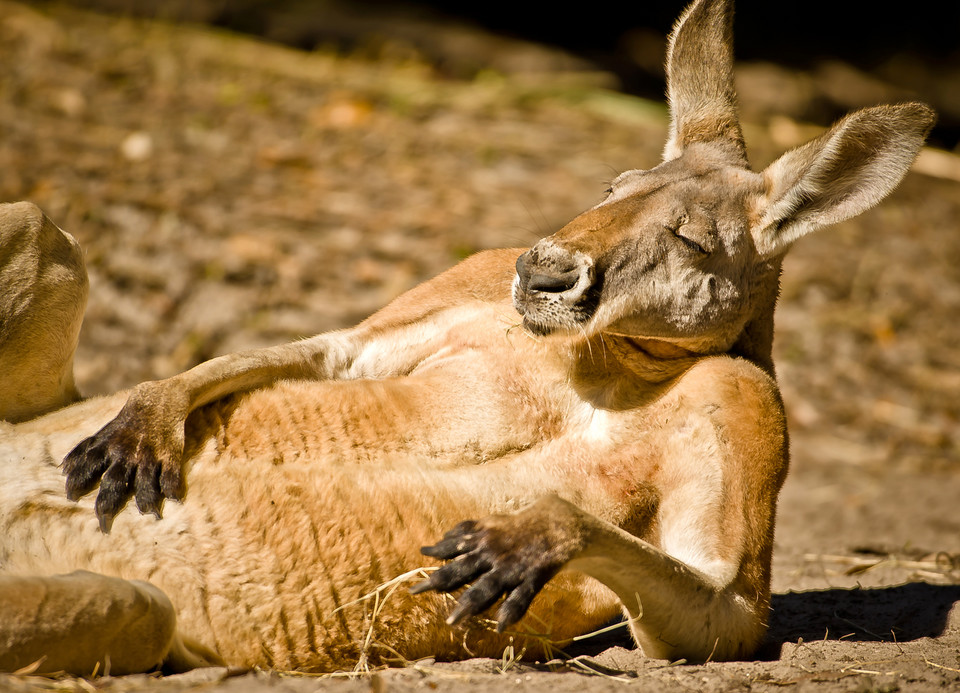 Portrait of one chilled out Kangaroo (pol. Portret wyluzowanego kangura) - Graham McGeorge/National Geographic Traveler Photo Contest