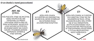 Wyrojenie i inne przypadki