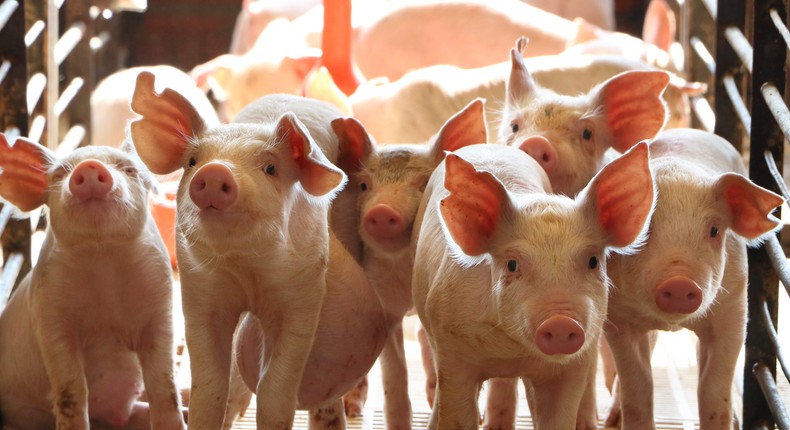 Piglets walking between railings.Maria Graziani/Getty Images