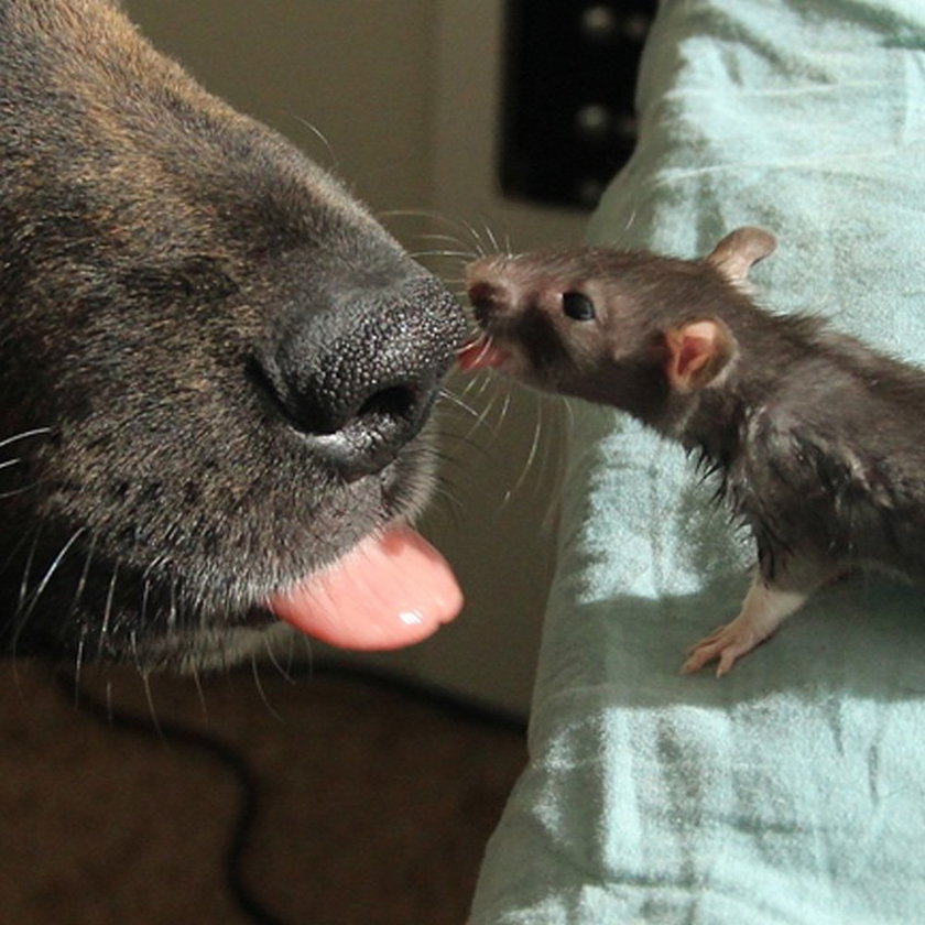 Przyjaźń psa i szczura