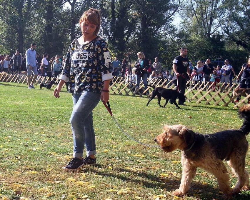 Izlozba pasa u Limanskom parku