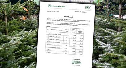 Lasy Państwowe ogłosiły sprzedaż choinek. Tyle trzeba zapłacić za drzewko