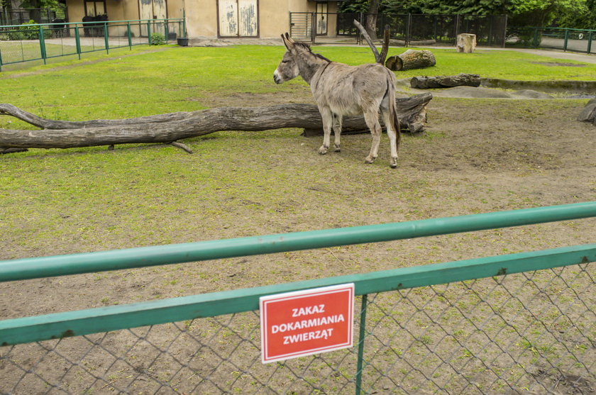 Nie dokarmiajcie zwierząt w zoo - apelują pracownicy ogrodu