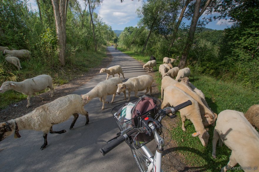 Trasa rowerowa wokół jeziora Czorsztyńskiego