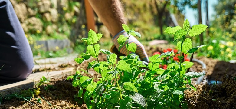 Te trzy zioła można już w marcu sadzić do gruntu. Są wytrzymałe na mróz