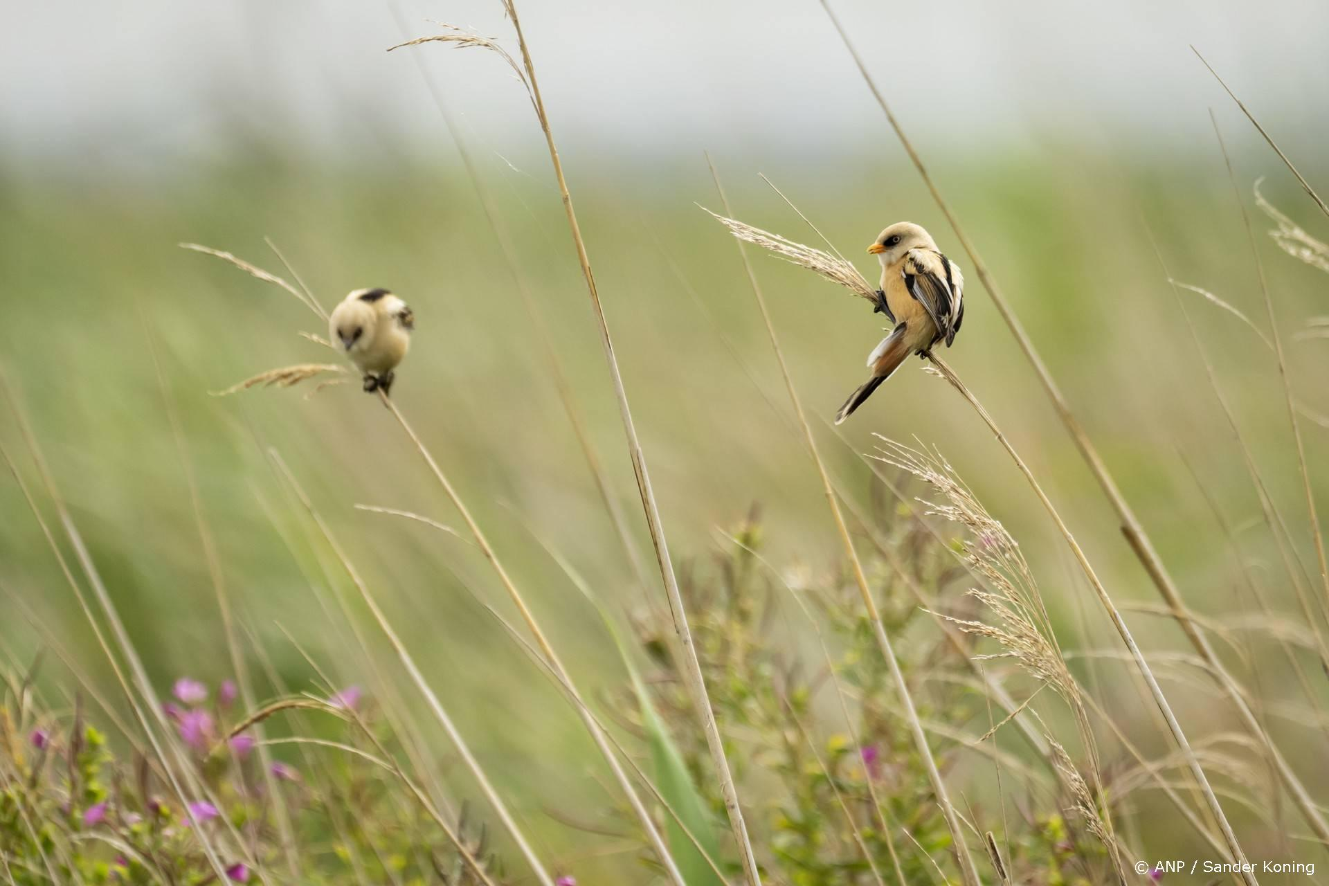 Natuurmonumenten: 500 miljoen voor natuur zou de woningbouw vrijmaken