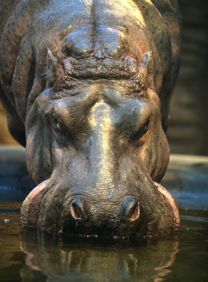 WARSZAWA WARSZAWSKIE ZOO HIPOPOTAMY