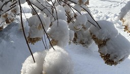 Zrób to z hortensjami zimą, inaczej nie zakwitną wiosną 2026. Zabiegi w styczniu i lutym decydują o przetrwaniu hortensji