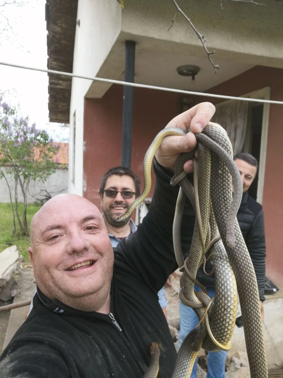 Vladica Stanković vadi zmije iz stepeništa