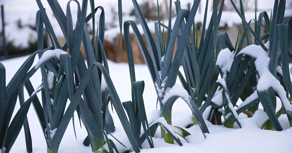 3 warzywa, które rosną zimą w ogrodzie: jarmuż, roszponka, por
