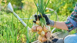 posadź obok cebuli. w sezonie odwdzięczy się obfitymi plonami