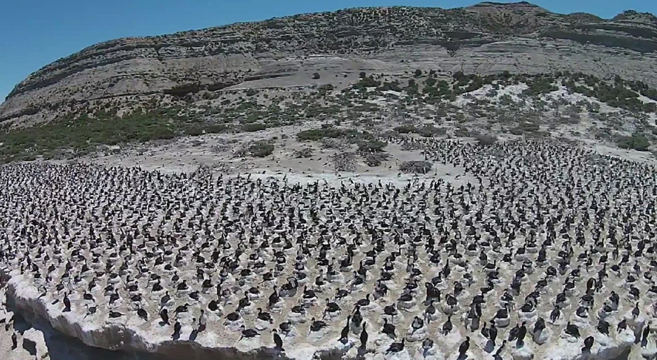 Ovo je samo jedna kolonija ptica