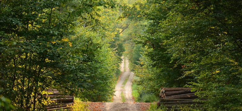 Pogarsza się stan niemieckich lasów. "Szkody są bezprecedensowe"