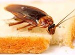 5 reasons you keep finding  cockroaches in your room and how to keep them away