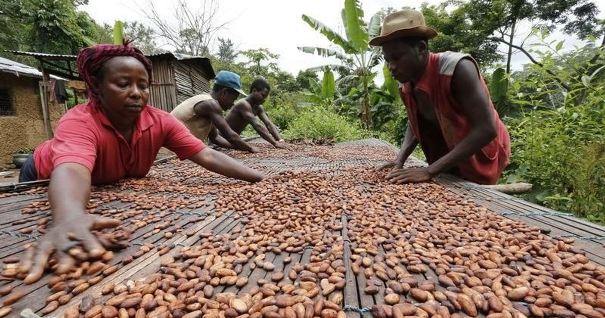 Ghana secured 200m for early cocoa payments Pulse Nigeria