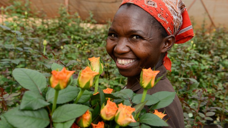 Kenya is arguably the world’s flower garden and annually exports tonnes of freshly cut flowers to all corners of the world, more so to Europe.