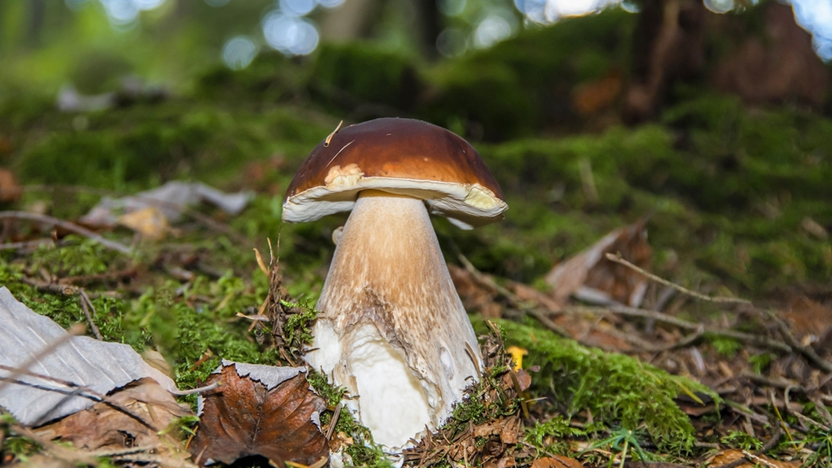 Przykry incydent na grzybobraniu. "Poczułam bolesne ukłucie"