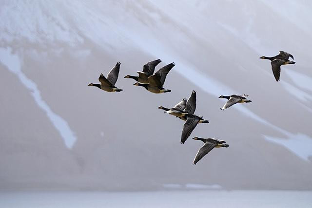 Galeria Wystawa polarnej fotografii przyrodniczej "Ptaki Spitsbergenu", obrazek 18
