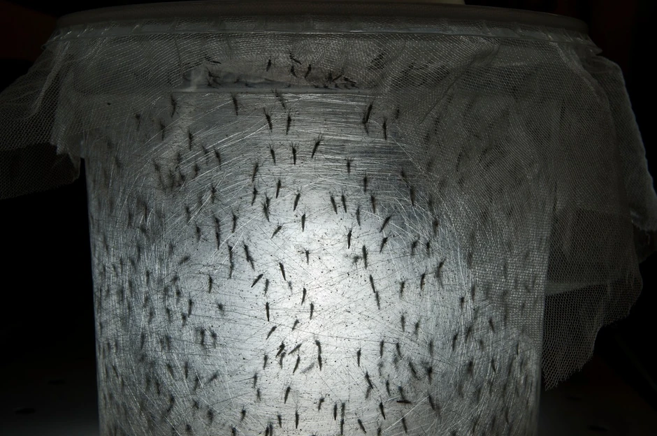 Komarci u laboratoriji Oksiteka u Kampinasu u Brazilu