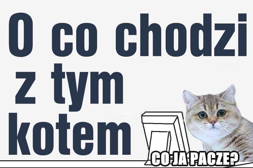 Co ja pacze? O co chodzi z tym kotem