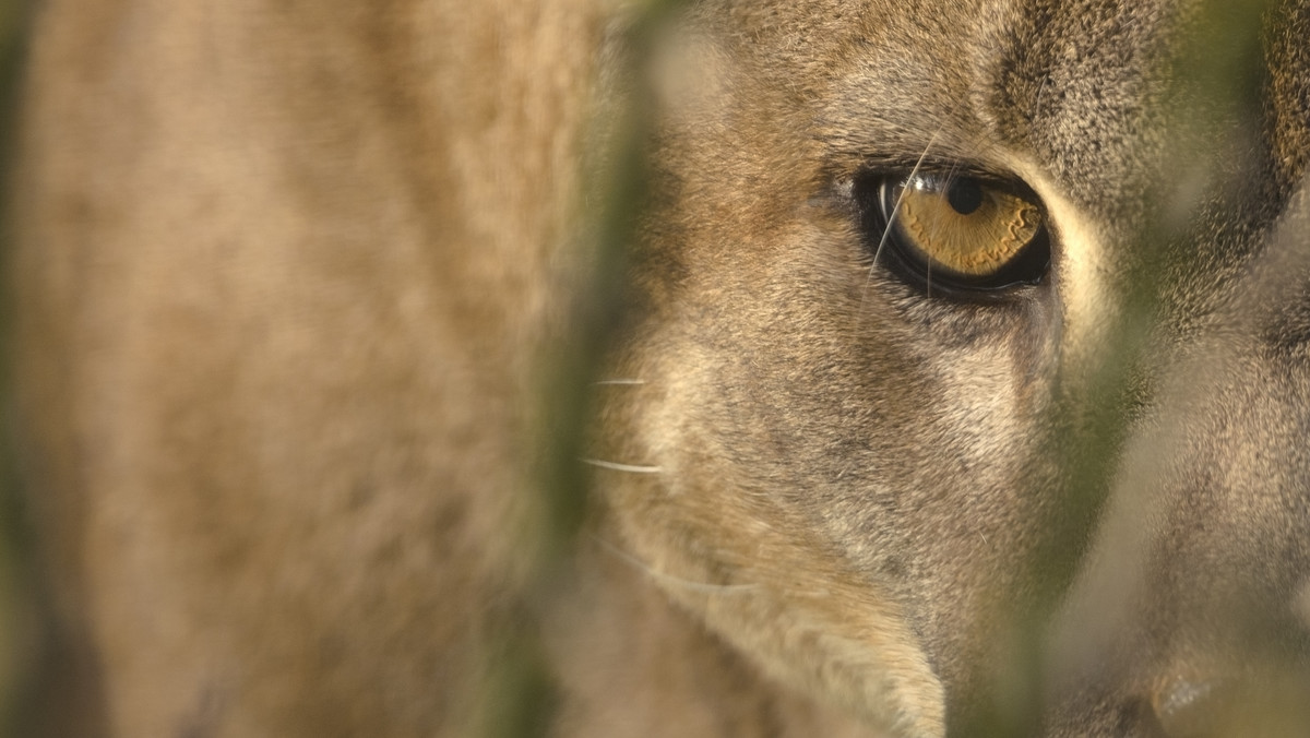 Na północy USA, w stanie Idaho myśliwi znaleźli nietypowe zwierzę. Puma wyglądałaby całkiem normalnie, gdyby nie to, że na czubku jej głowy znajduje się nie w pełni wykształcona, górna, pełna zębów szczęka.