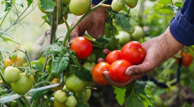 EZ történt a paradicsommal. Fotó: Shutterstock