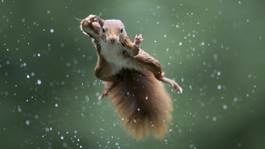 Najzabawniejsze zdjęcia dzikich zwierząt. Finaliści konkursu Comedy Wildlife Photography Awards 2022