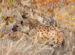 Polscy politycy to "stado hien"