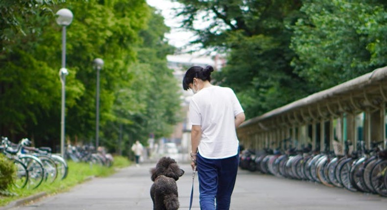 A dog on a walk. Scientists generally agree dogs evolved from wolves into the furry, fetch-loving domestic animals they are today.Madoka Nakamura